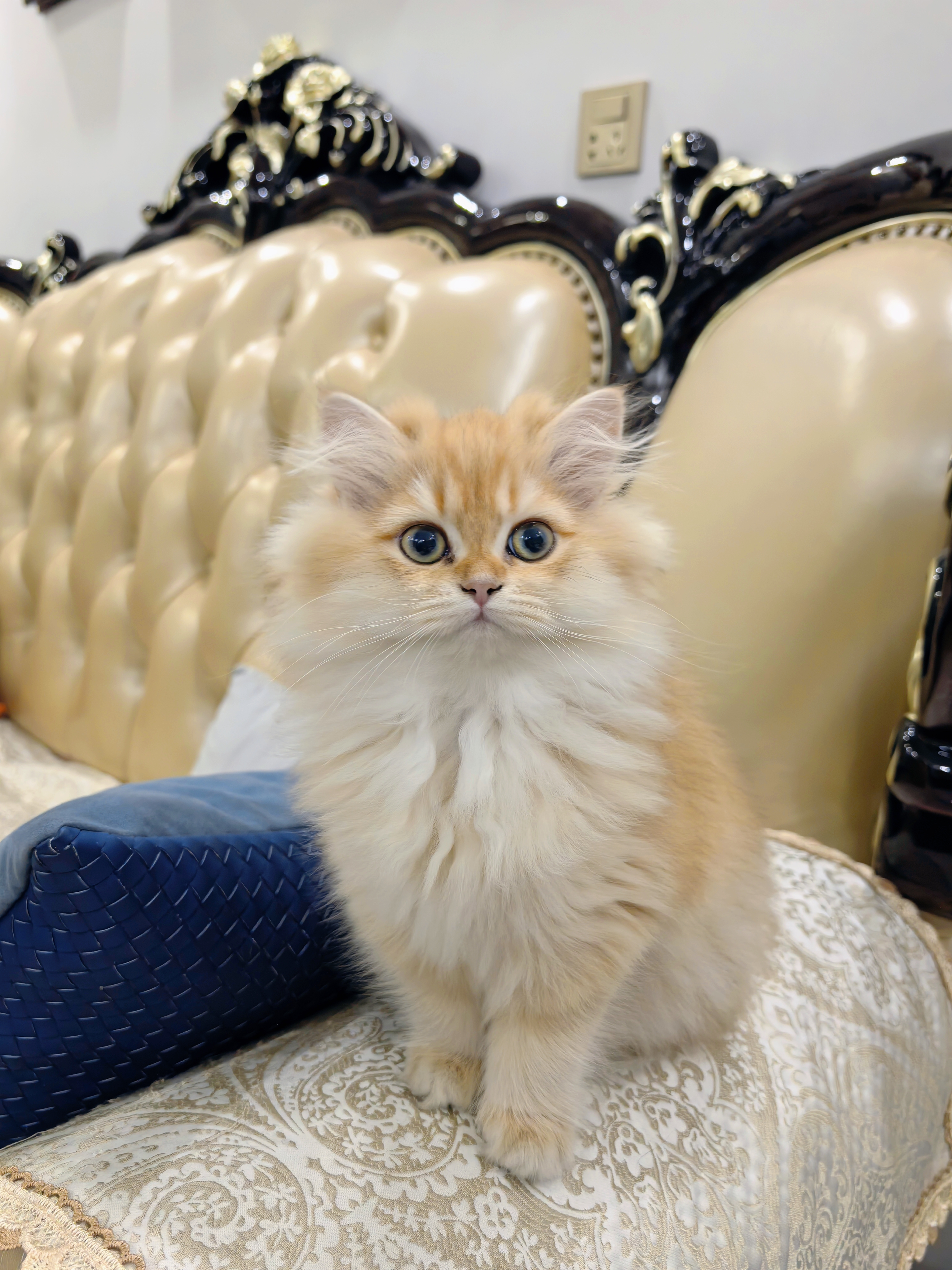 大体，才2个多多点眼色素就很棒了，妈妈大绿眼